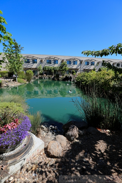 Hotel-Review-Resort-Travel-DoubleTree-by-Hilton-Hotel-and-Spa-Napa-Valley-American-Canyon-01-RSJ